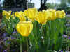 tulips.jpg (44417 bytes)