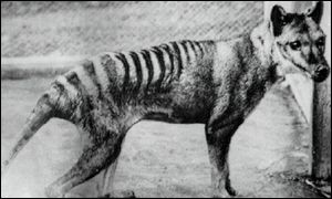 Tasmanian Tiger