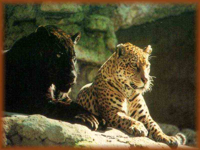 Twin Jaguars of the Maya