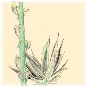 Herb Yucca