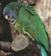 Amazona_versicolor.jpg (7721 bytes)