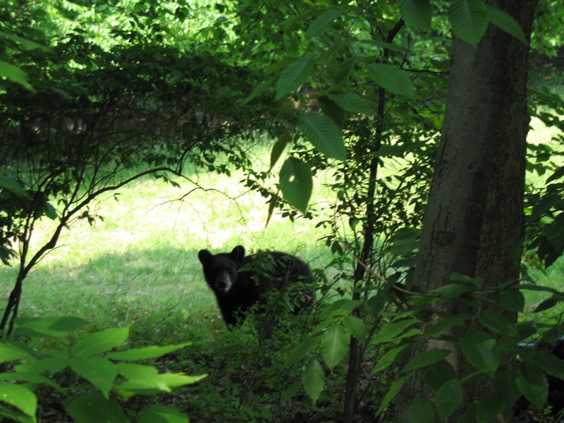 Memorial Day Weekend