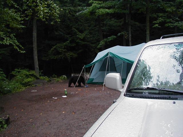Camping with Bears!