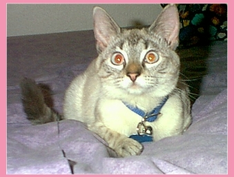 Lucky hogging the bed!