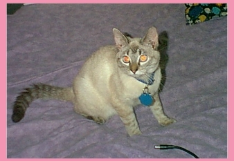 Look what I brought you, Daddy,  it's a a a.....?