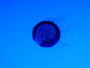 Sea Nettle, the only jelly you can get a pic of