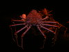Japanese Spider crab