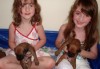 Hannah and Emily and the Pups  