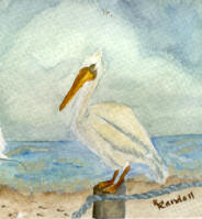 "Pelican"
