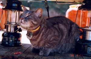 Miaou! J'ai faim donnez-moi du poisson!