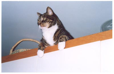 la derni�re photo de Tiger...