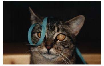 Voil Face, la chatte trop curieuse...