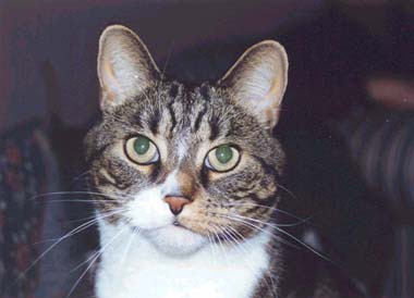 Coucou! Miaou Miaou!