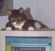 Moi aussi je surfe le net