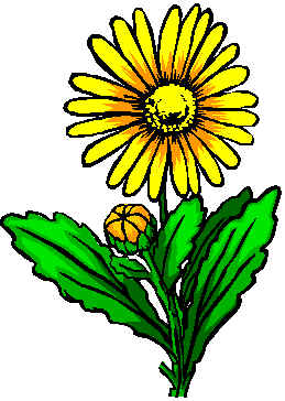 marigold.wmf (13020 bytes)