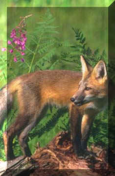 fox1.jpg (15968 bytes)