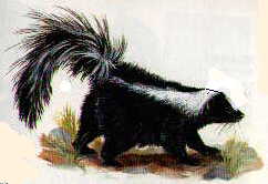 skunk.JPG (7224 bytes)