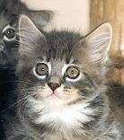 Blue Tabby With White Female