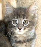 Blue Tabby Female