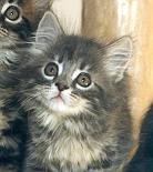 Blue Tabby Female