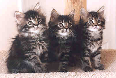 Click here to see more pictures of us!