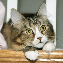 One day my prince will come...