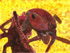 Red_Ant