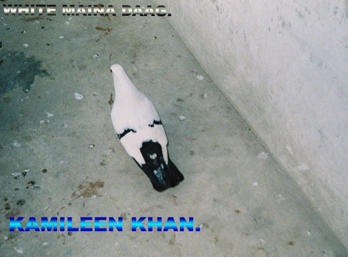 photo courtesy of Kamileen Khan