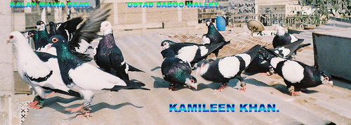 photo courtesy of Kamileen Khan