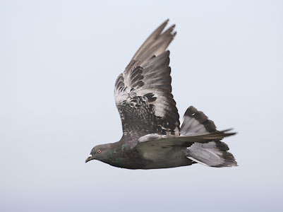 T-pattern check feral pigeon in flight; Note tail bar & wing flight coming in. Photo Copyright by Mike Danzenbaker