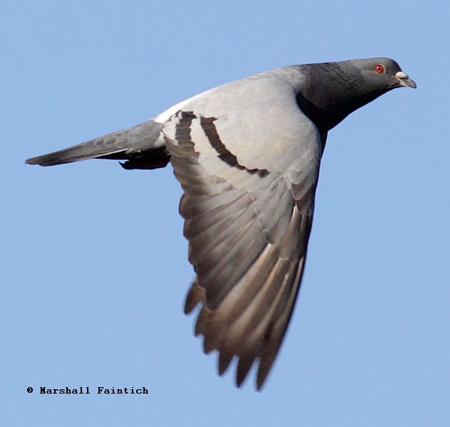 Wild type feral pigeon Columba livia