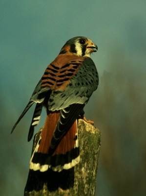 Male American Kestral - Falco sparvarius