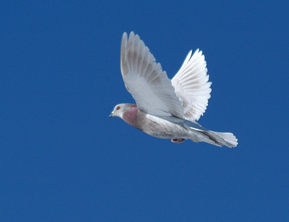 Ash-red feral in flight. Photo copyright by B. Schmoker