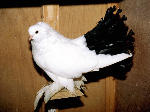 North Caucasian Tumbler Pigeon - black tail