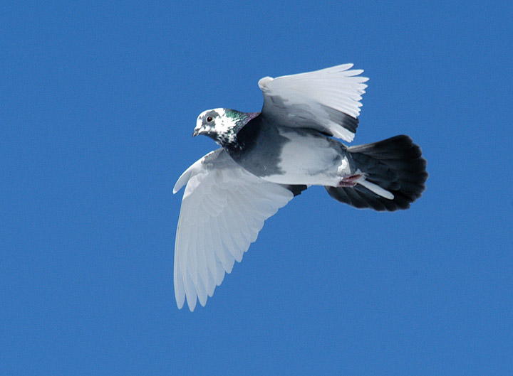 Feral blue pied in flight. Photo Copyright by Bill Schmoker.