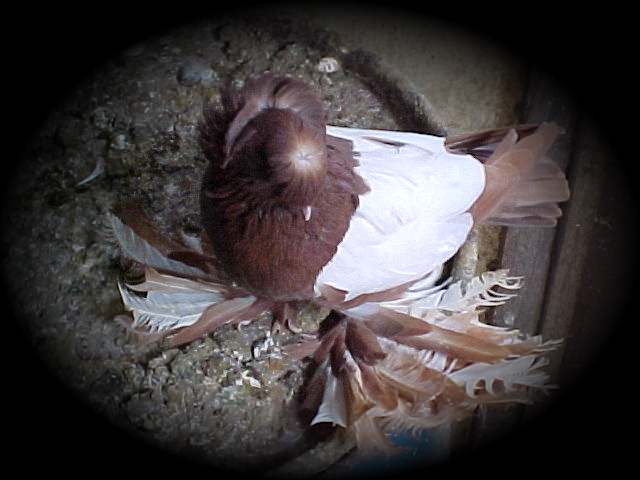 Bokhara Trumpeter whiteside