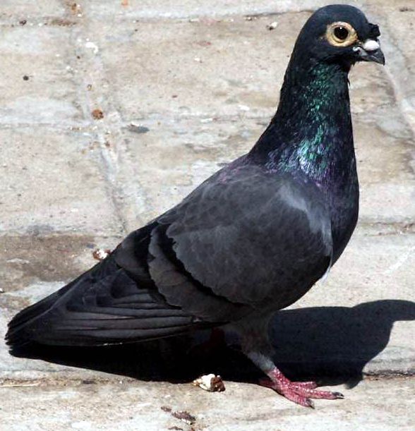 Dirty, sooty, blue bar - nasal tuft pigeon
