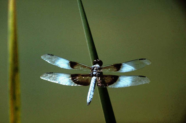 Dragonfly (species unknown)