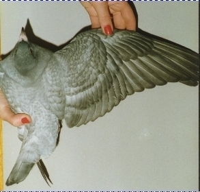 recessive opal spread