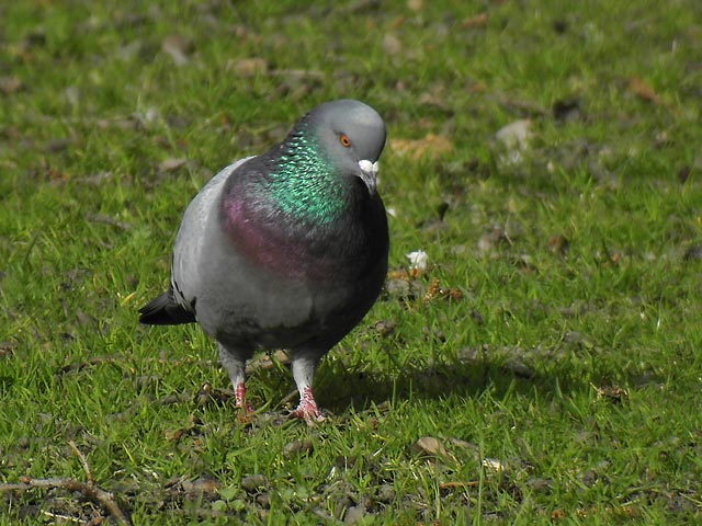 Rock pigeon, wild-type;  Photo © Mikael Nord