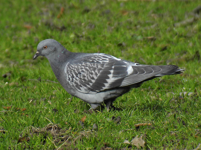 juvenile feral pigeon, check - note lack of iridescence on neck   Photo � Mikael Nord