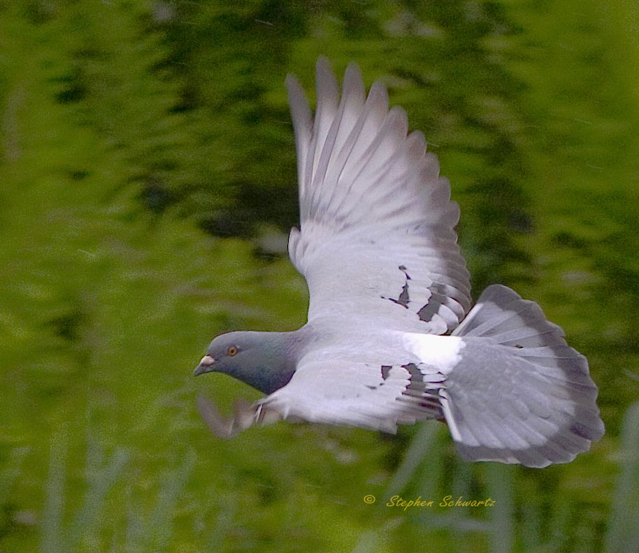 Wild-type feral pigeon in flight showing white rump - photo copyright by Stephen Schwartz