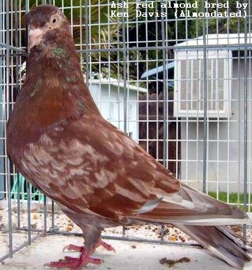 Ash-red almond cock bred by K Davis