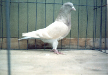 Dominant opal recessive red showing bar