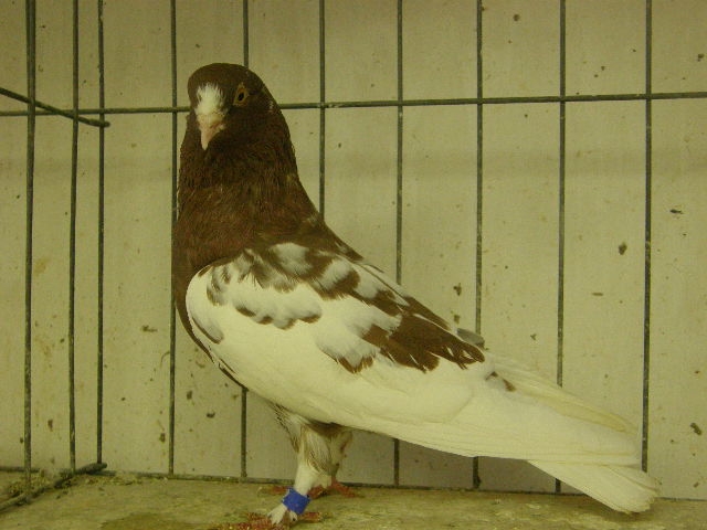 red_mottle_bred by J. P. Isom