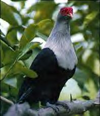 Seychelles Blue Pigeon