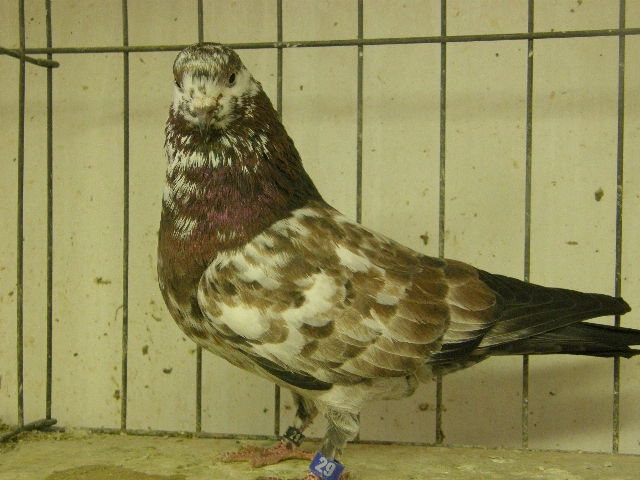 Tortoiseshell bred by J. P. Isom