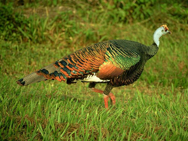 Ocellated Turkey (Mexico)