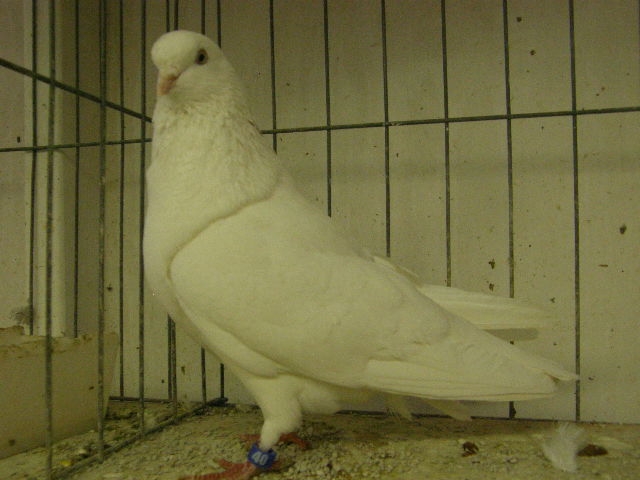 Self White bred by J. P. Isom