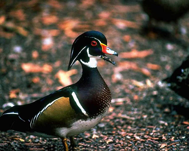 Male Wood Duck (N. America)